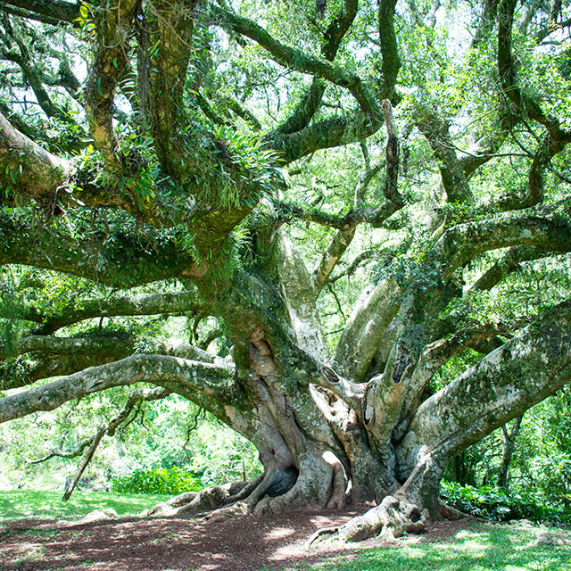 Mandarin Jacksonville Florida